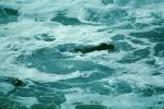 Elephant Seal, Pacific Ocean, Sea, AOSV01P08_08