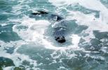 Elephant Seal, Pacific Ocean, Sea