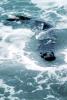 Elephant Seal, Pacific Ocean, Sea, AOSV01P08_11B