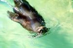 Sea Lion in the Water
