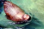 Sea Lion in the Water