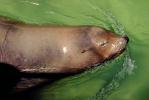 Sea Lion in the Water, AOSV01P10_03