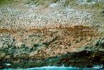 Harbor Seal Colony, cliffs, shore, shoreline, Farallon Islands, Claifornia, AOSV01P10_09.0934