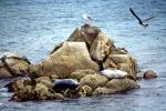 Seals Basking, Rock, Island, Bird