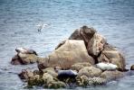 Seals basking on a Rock, Monterey, AOSV01P10_17