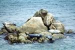 Seals basking on a Rock, Monterey, AOSV01P10_18