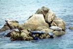 Seals basking on a Rock, Monterey, AOSV01P10_19