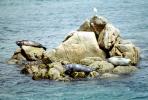Seals basking on a Rock, Monterey, AOSV01P11_04