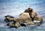 Seals basking on a Rock, Monterey, AOSV01P11_05