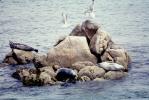 Seals basking on a Rock, Monterey, AOSV01P11_06