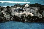 Seals basking on a Rock, AOSV01P11_15