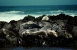 Seals basking on a Rock, AOSV01P11_18