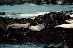 Seals basking on a Rock, AOSV01P11_19