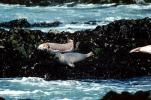 Seals basking on a Rock, AOSV01P12_01