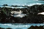 Seals basking on a Rock, AOSV01P12_02