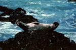 Seals basking on a Rock, AOSV01P12_04