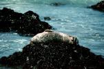 Seals basking on a Rock, AOSV01P12_05