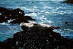 Seals basking on a Rock, AOSV01P12_06