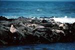 Seals basking on a Rock, AOSV01P12_07