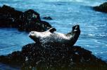 Seals basking on a Rock, AOSV01P12_09