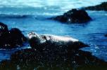 Seals basking on a Rock, AOSV01P12_11
