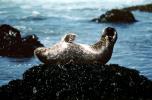 Seals basking on a Rock, AOSV01P12_12