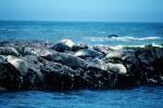 Seals basking on a Rock, AOSV01P12_13
