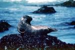 Seals basking on a Rock, AOSV01P12_15