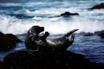 Seals basking on a Rock, AOSV01P12_16
