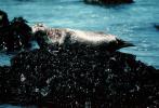 Seals basking on a Rock, AOSV01P12_18