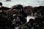 Seals basking on a Rock, AOSV01P12_19