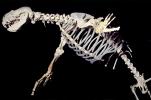 Steller's Sea Lion Skeleton, bones, AOSV01P13_07