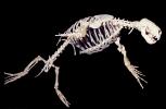 Steller's Sea Lion Skeleton