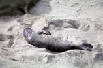 Elephant Seals Pup in the Sand, San Simeon, California, Beach, Sand, AOSV01P13_12