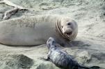 Snarling Mother Elephant Seal, San Simeon, California, Beach, Sand, AOSV01P13_13