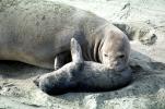 Cute Mother and Pup Elephant Seals, San Simeon, California, Beach, Sand, AOSV01P13_16