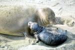 Elephant Seals, San Simeon, California, Beach, Sand, AOSV01P13_17