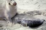 Elephant Seals, San Simeon, California, Beach, Sand, AOSV01P13_18