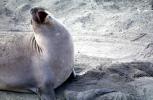 Barking Elephant Seal, San Simeon, California, Beach, Sand, AOSV01P13_19