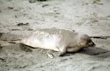 Elephant Seal Pup, San Simeon, California, Beach, Sand, AOSV01P14_01