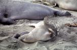Covering Sand Elephant Seals, San Simeon, California, Beach, Sand, AOSV01P14_02