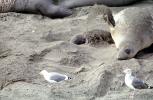 Elephant Seals, San Simeon, California, Beach, Sand, AOSV01P14_03