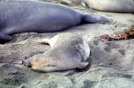 Elephant Seals, San Simeon, California, Beach, Sand, AOSV01P14_04