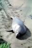 Elephant Seals, San Simeon, California, Beach, Sand, AOSV01P14_05
