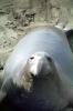 Elephant Seals, San Simeon, California, Beach, Sand, AOSV01P14_06
