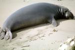 Elephant Seals, San Simeon, California, Beach, Sand, AOSV01P14_07