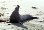 Elephant Seals, San Simeon, California, Beach, Sand, AOSV01P14_09
