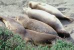 Elephant Seals, San Simeon, California, Beach, Sand, AOSV01P14_10