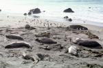 Elephant Seals, San Simeon, California, Beach, Sand, AOSV01P14_11