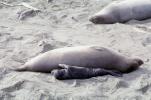 Elephant Seals, San Simeon, California, Beach, Sand, AOSV01P14_12